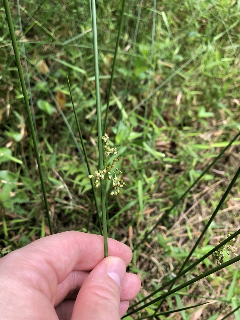 Juncus decipiens photo 4