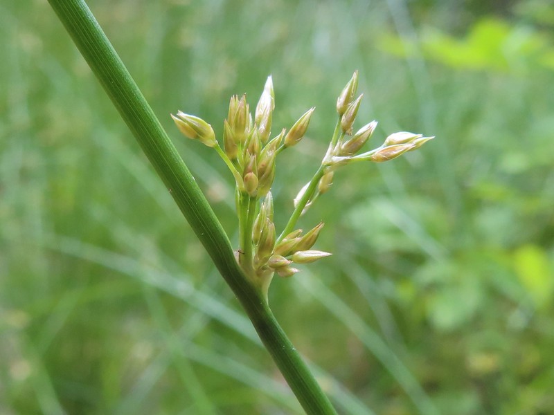 Juncus decipiens photo 5