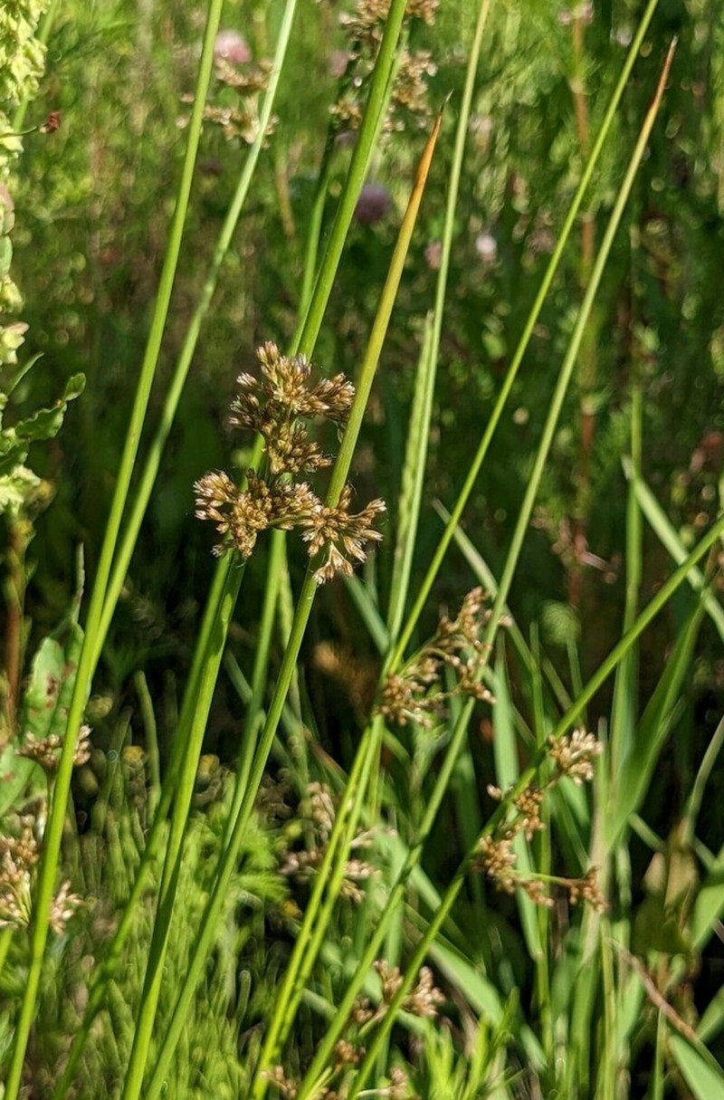 Juncus decipiens photo 6