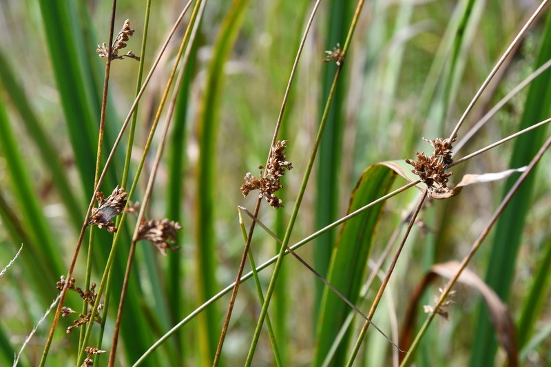 Juncus decipiens photo 7