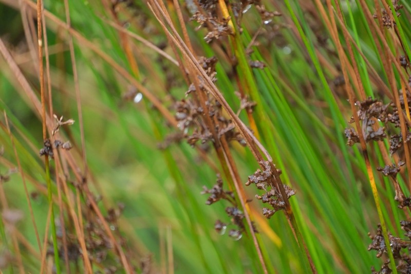 Juncus decipiens photo 8