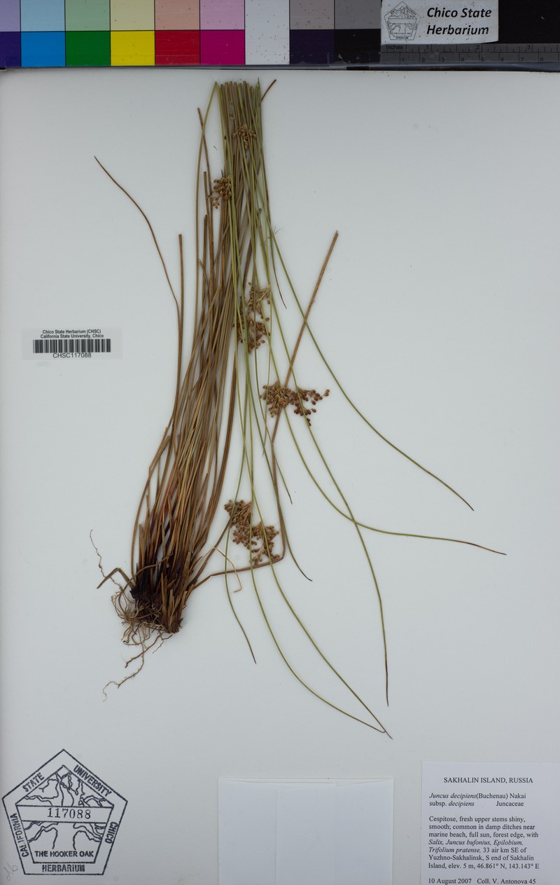 Juncus decipiens subsp. decipiens