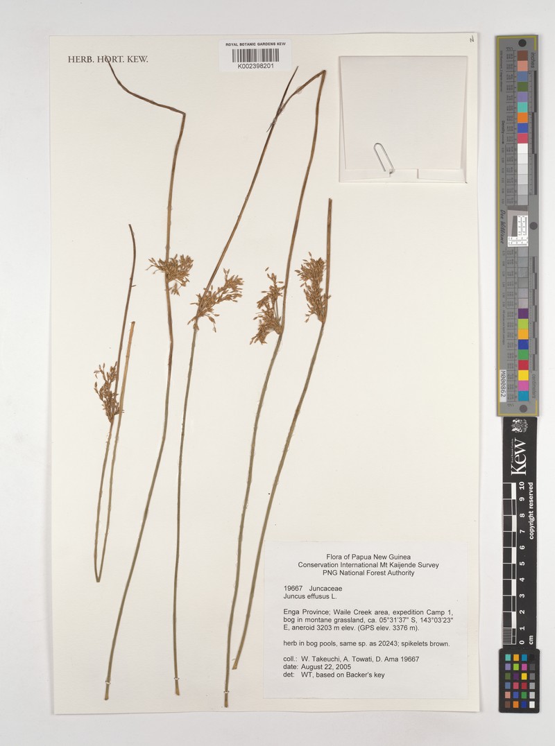 Juncus decipiens subsp. medianus