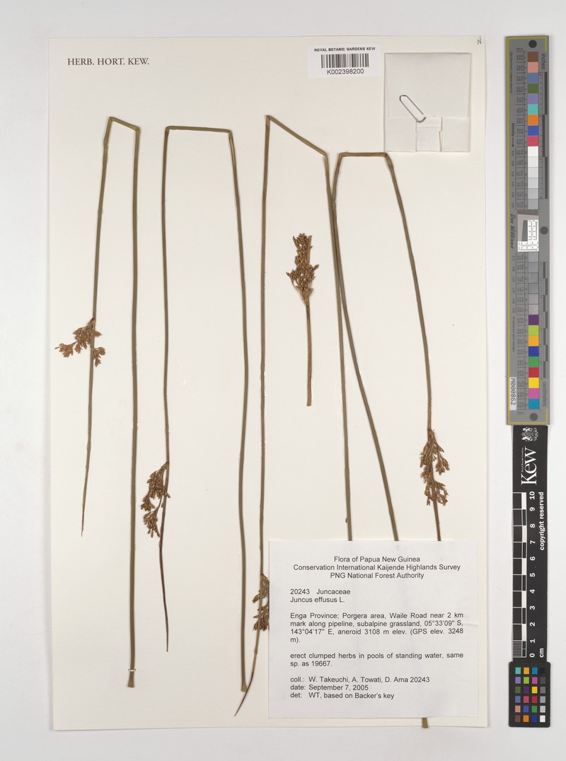 Juncus decipiens subsp. medianus photo 2
