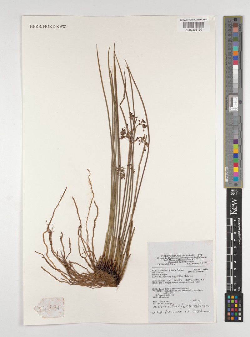 Juncus decipiens subsp. medianus photo 3