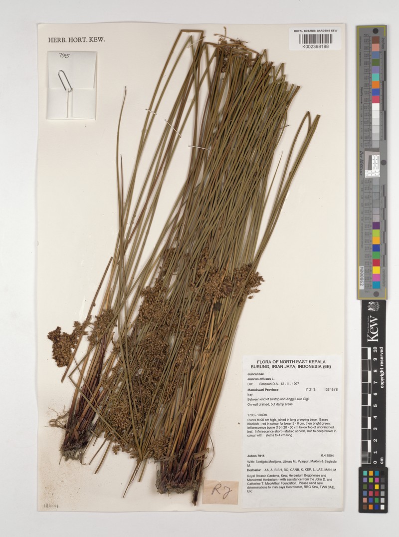 Juncus decipiens subsp. medianus photo 4