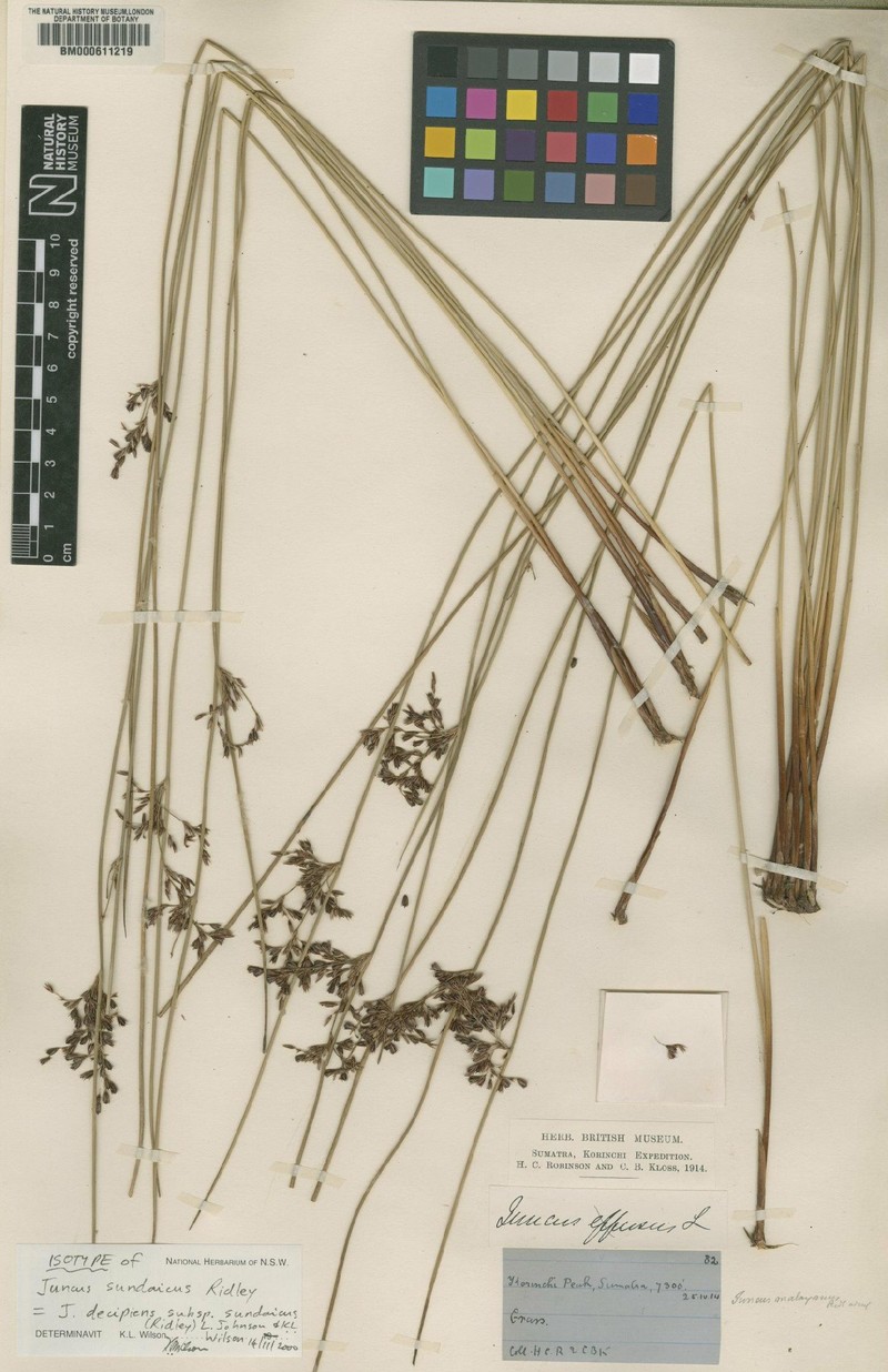 Juncus decipiens subsp. sundaicus