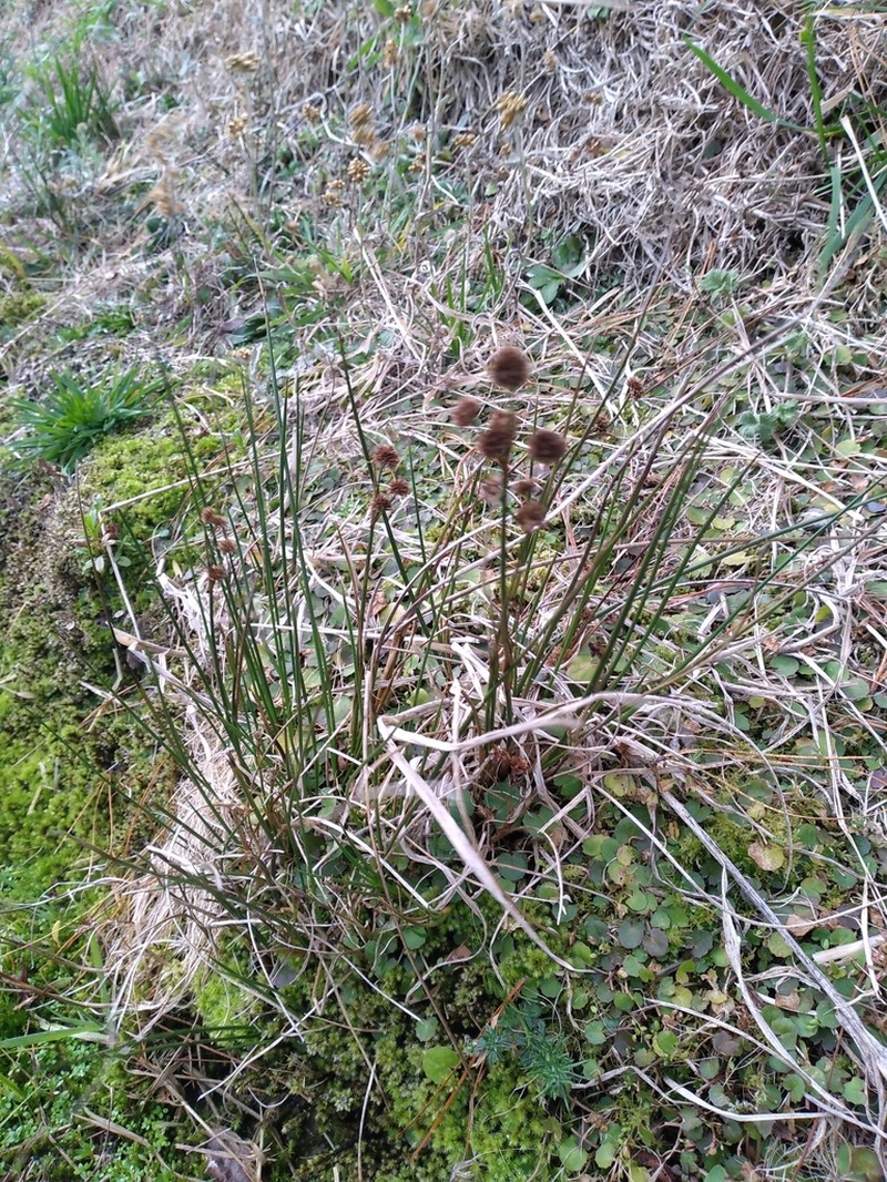 Juncus densiflorus