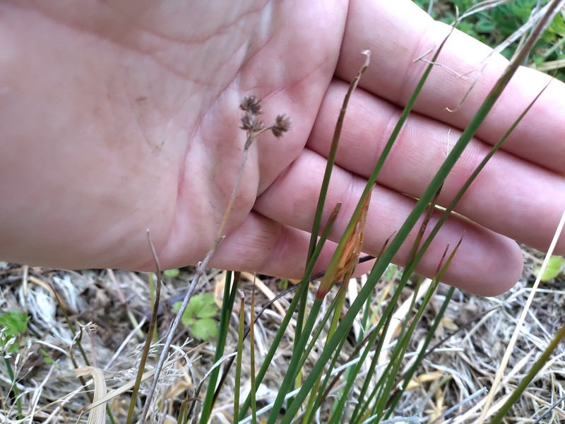 Juncus densiflorus photo 2