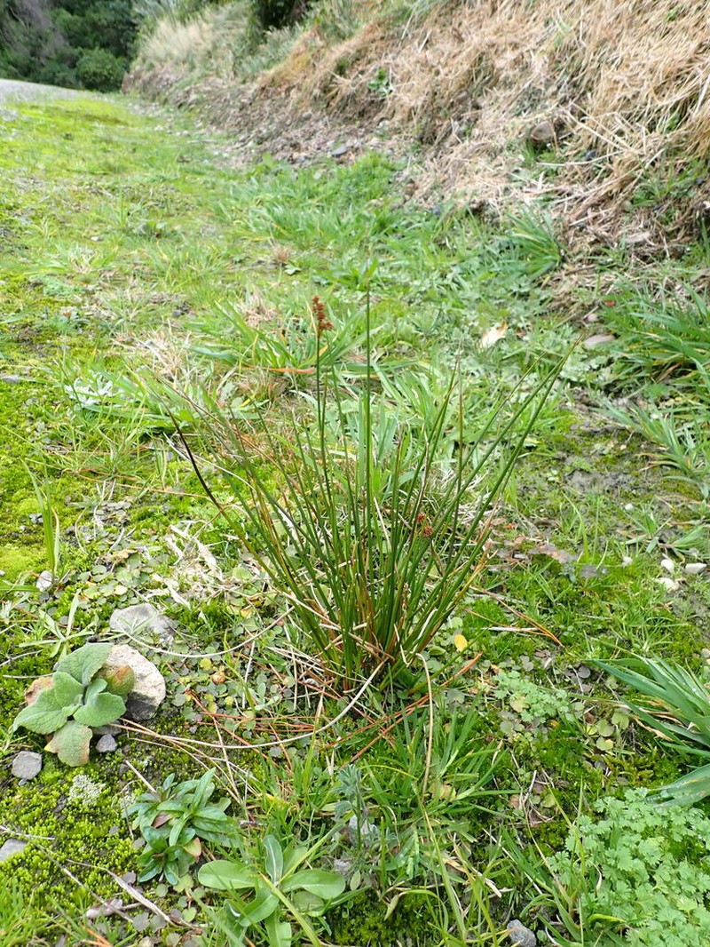 Juncus densiflorus photo 3