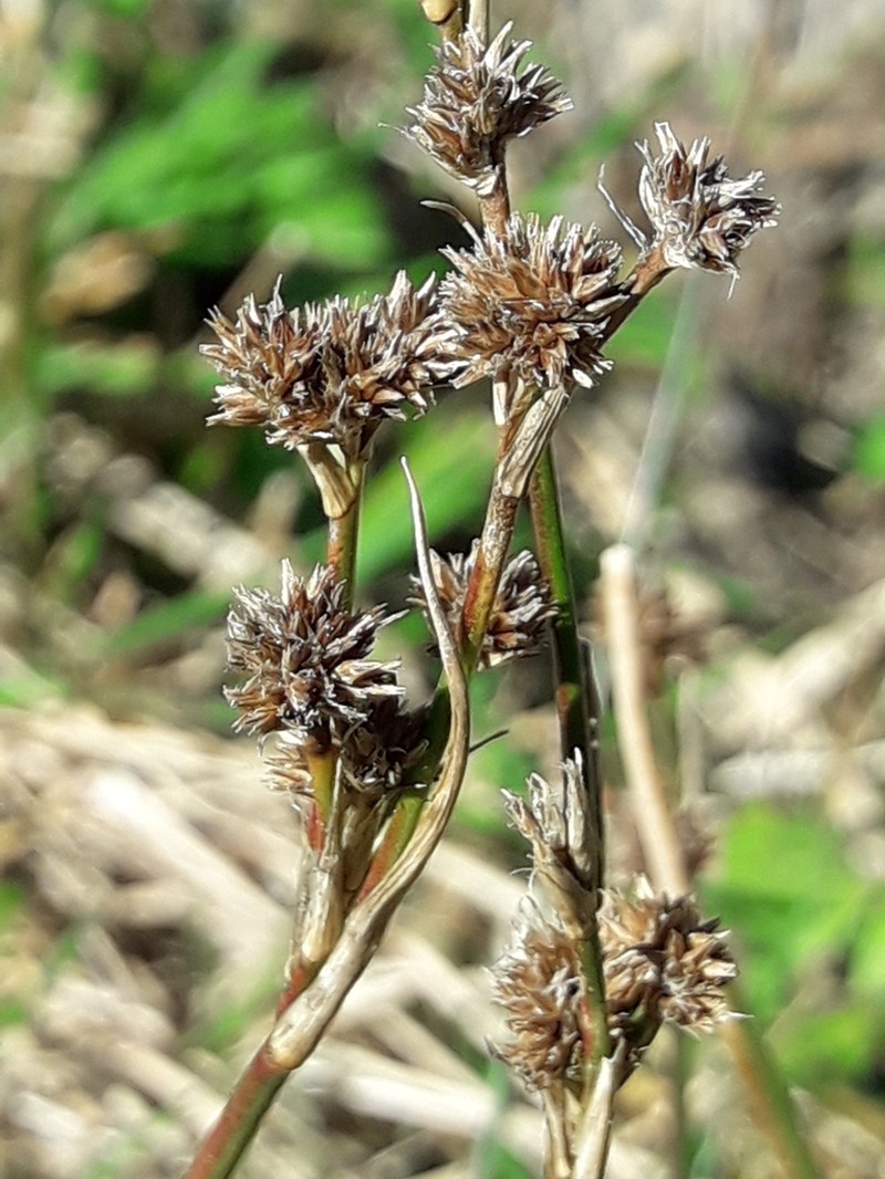 Juncus densiflorus photo 4