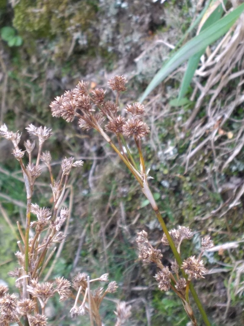Juncus densiflorus photo 5