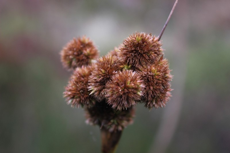 Juncus densiflorus photo 6