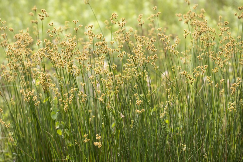 Juncus densiflorus photo 7