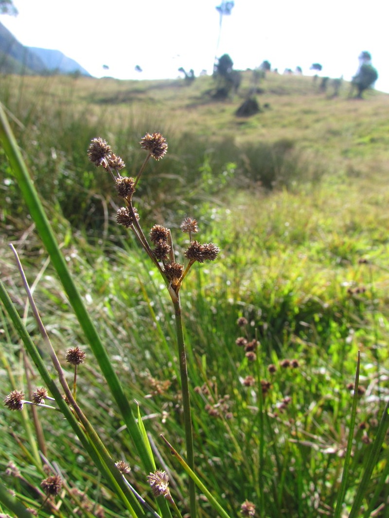 Juncus densiflorus photo 8