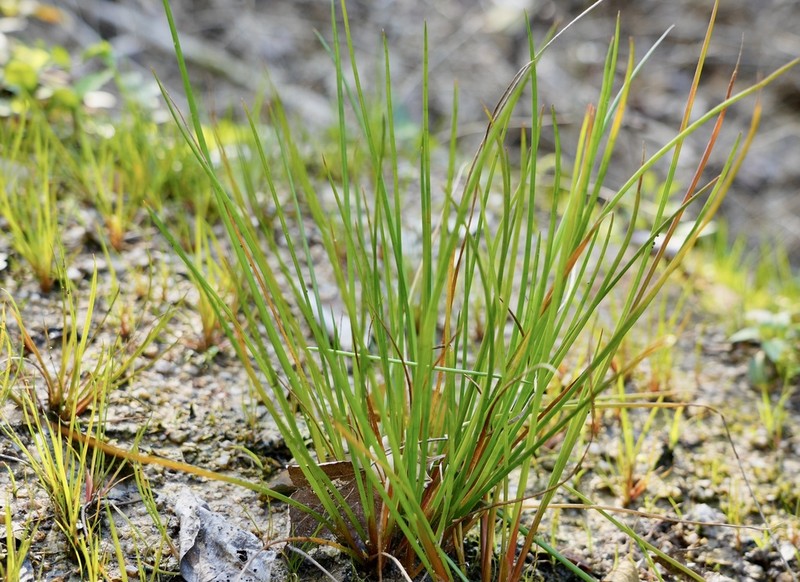 Juncus diastrophanthus