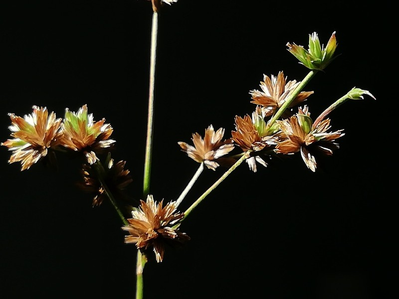 Juncus diastrophanthus photo 2