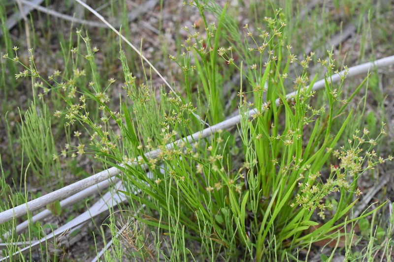 Juncus diastrophanthus photo 3