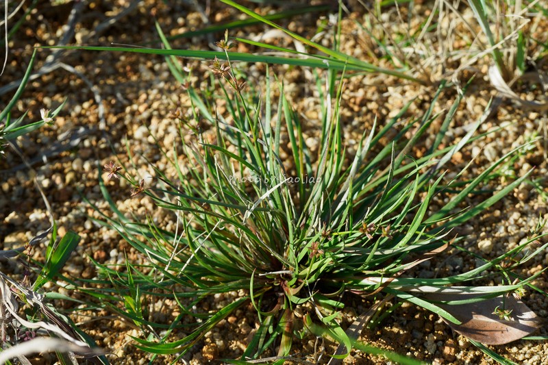 Juncus diastrophanthus photo 4