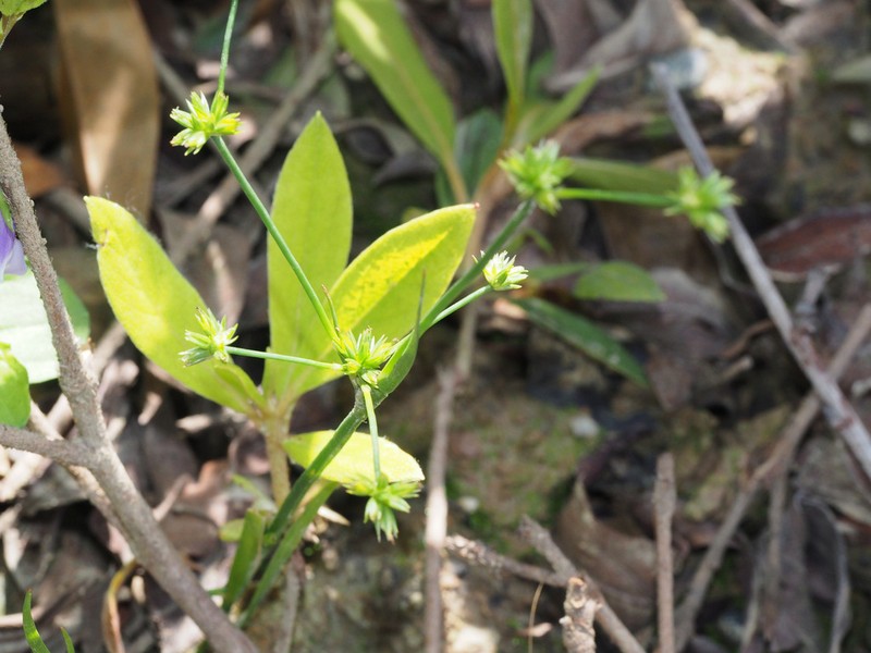 Juncus diastrophanthus photo 5