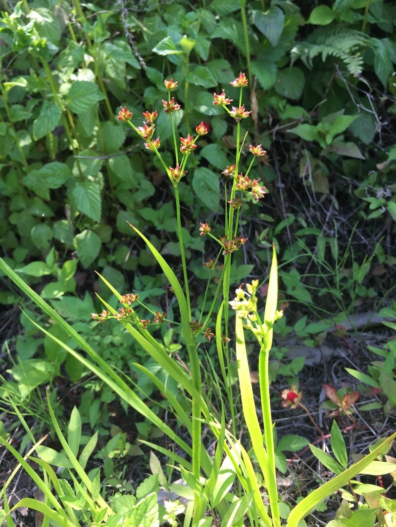 Juncus diastrophanthus photo 6