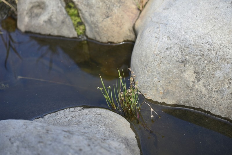 Juncus diastrophanthus photo 7