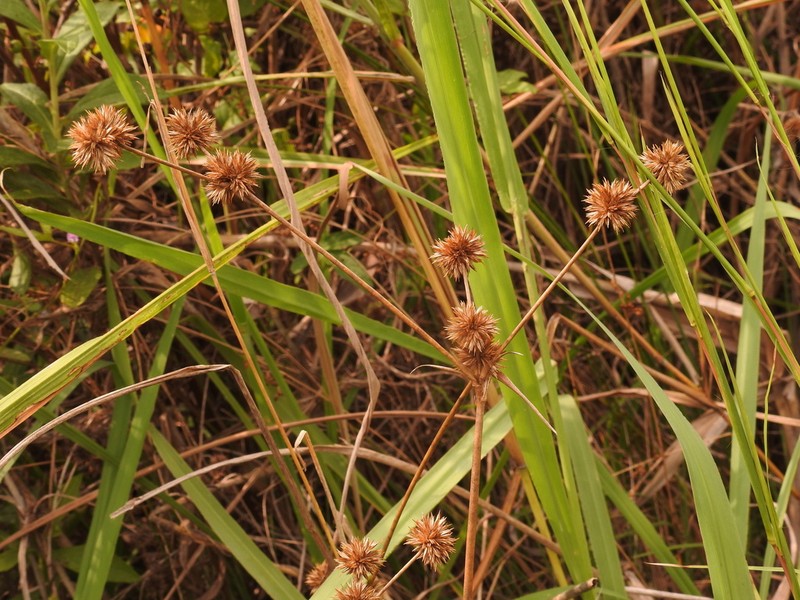 Juncus diastrophanthus photo 8
