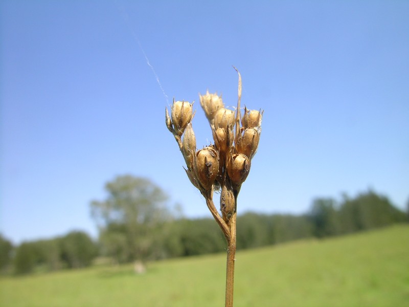 Forked Rush photo 3