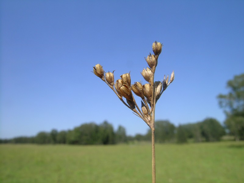 Forked Rush photo 4