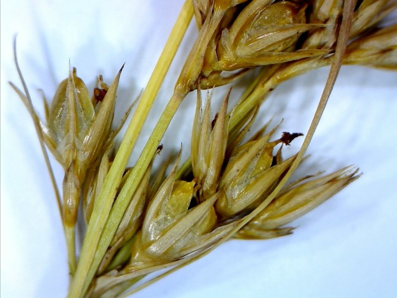 Forked Rush photo 2