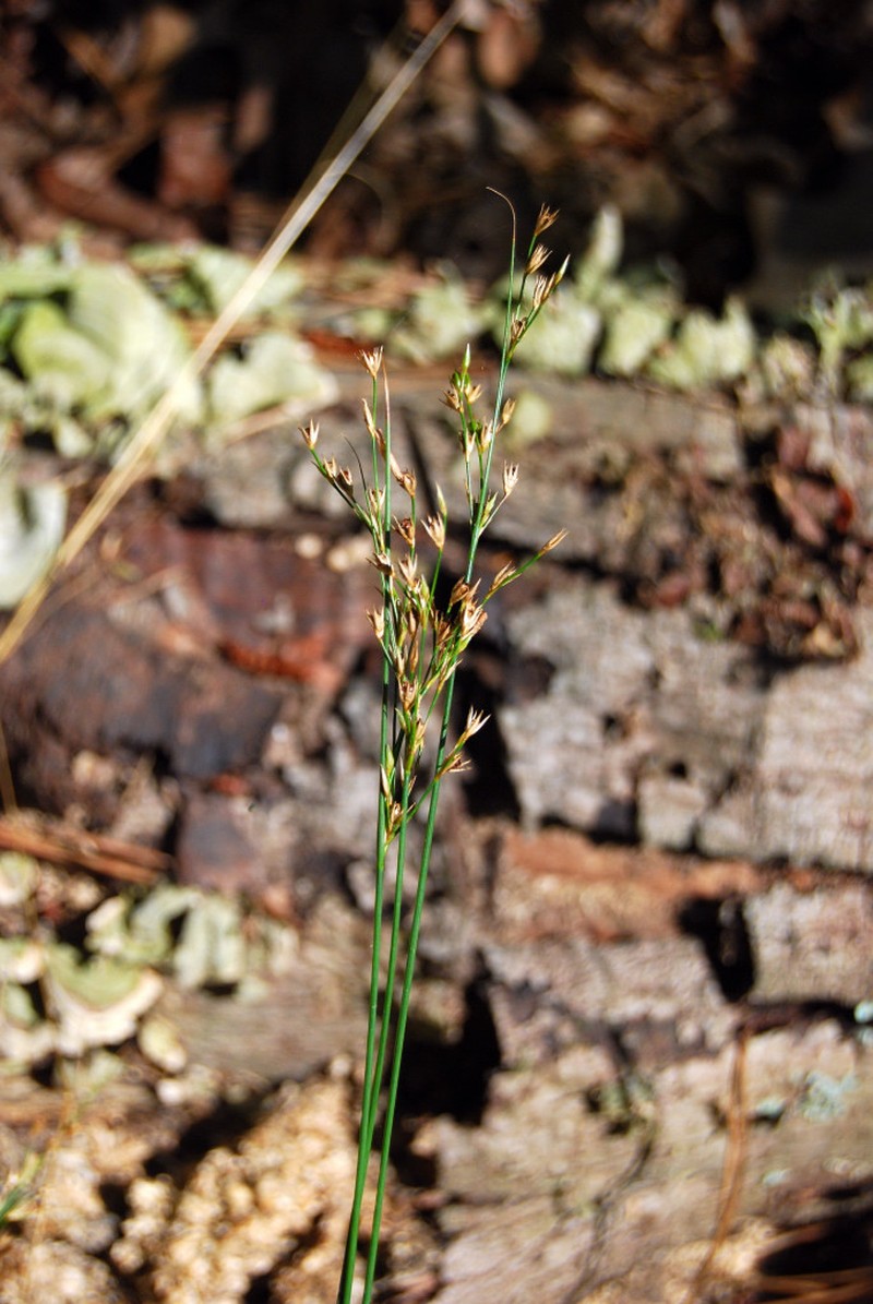 Forked Rush photo 7