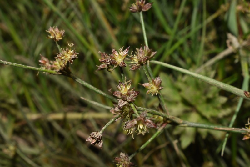 Juncus diemii