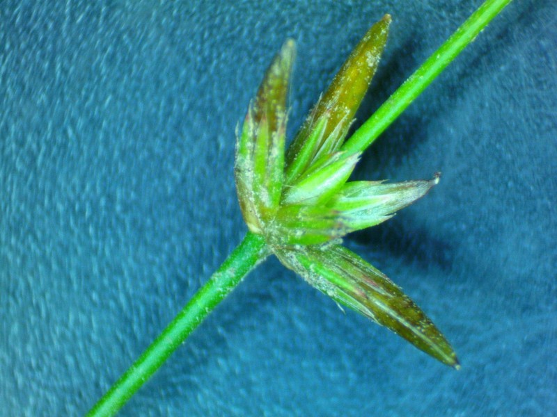 Slimpod Rush photo 2