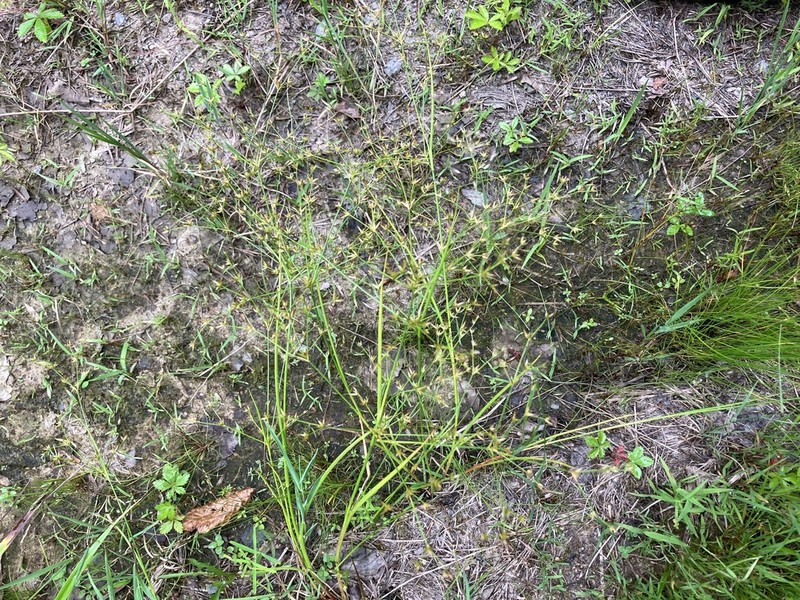 Slimpod Rush photo 3