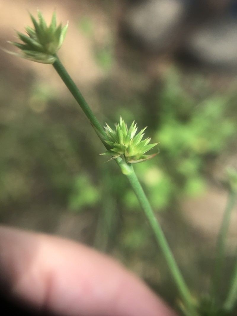 Slimpod Rush photo 7