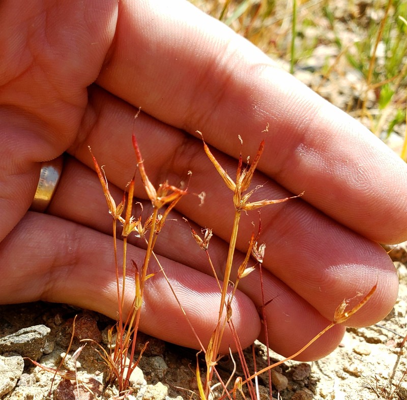 Finger Rush photo 7