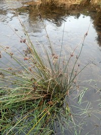 Juncus distegus