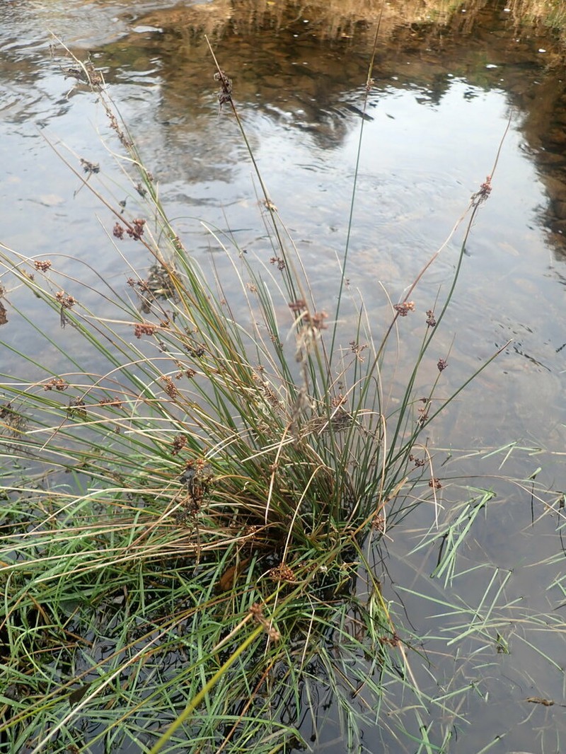 Juncus distegus