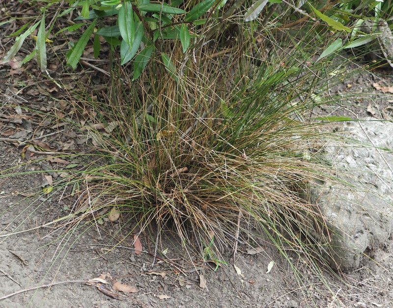 Juncus distegus photo 2