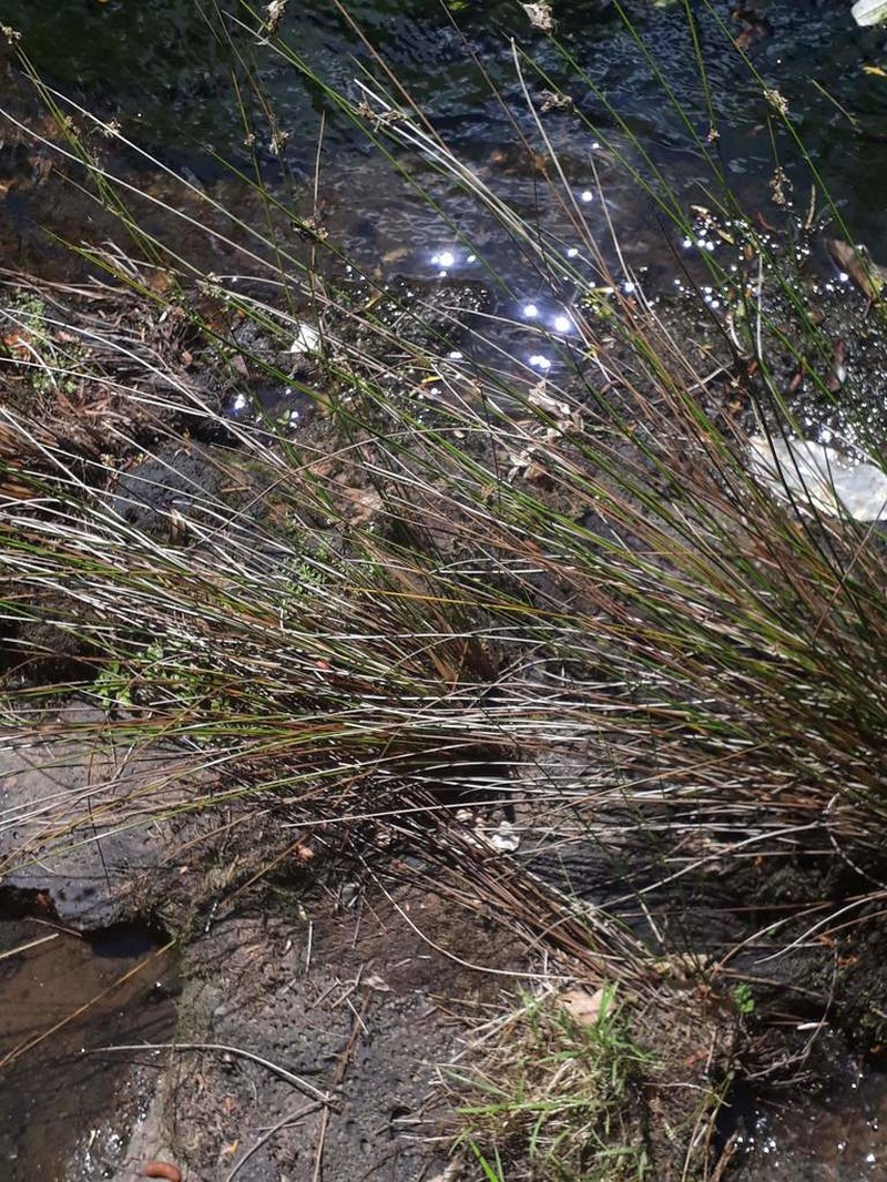 Juncus distegus photo 3