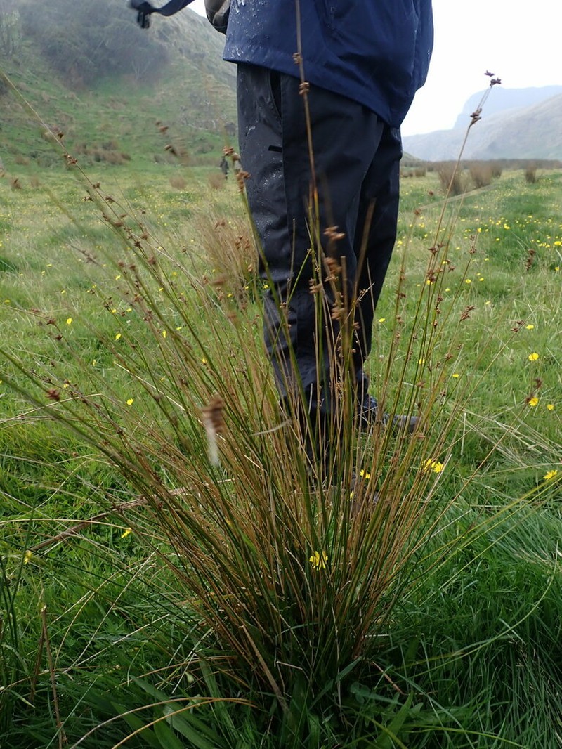 Juncus distegus photo 4