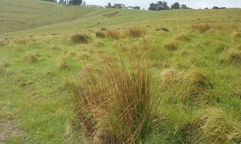 Juncus distegus photo 5