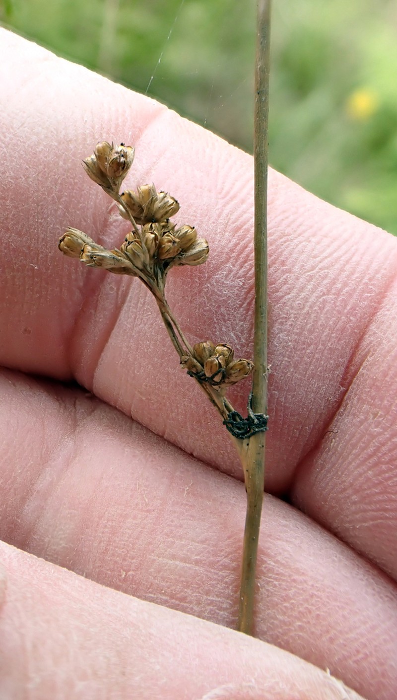 Juncus distegus photo 6