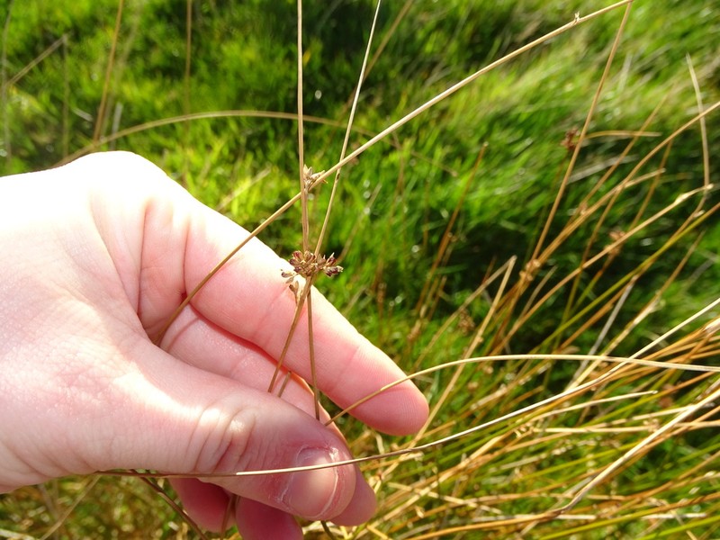 Juncus distegus photo 7