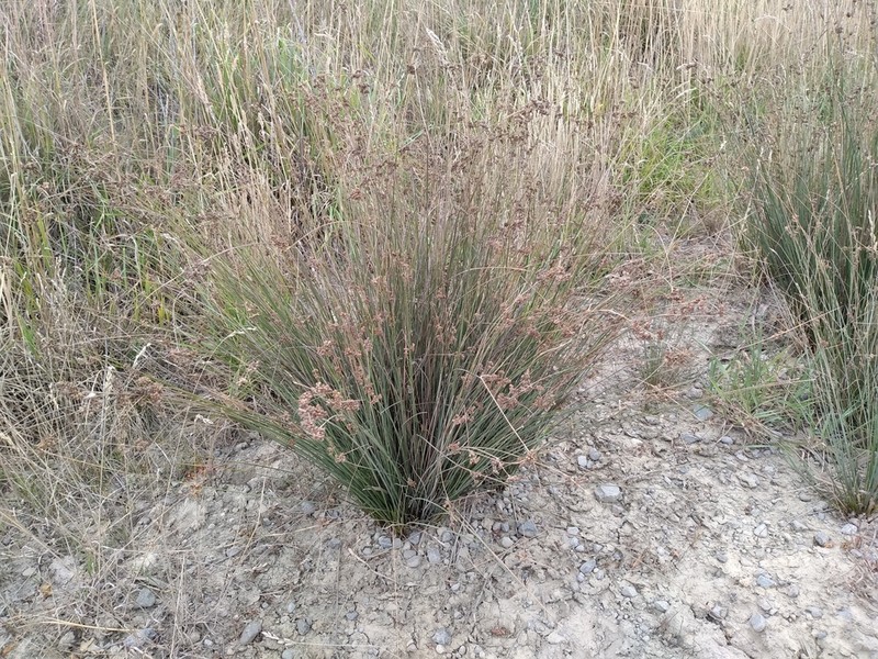 Juncus distegus photo 8