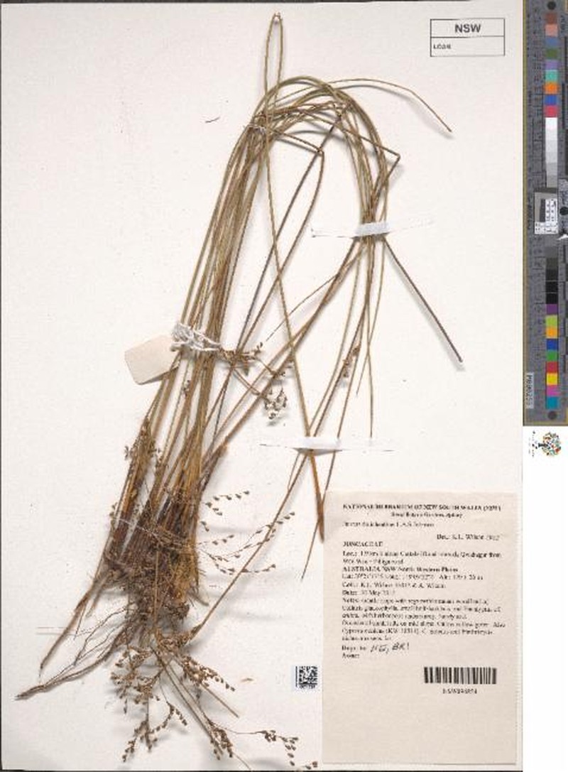 Juncus dolichanthus