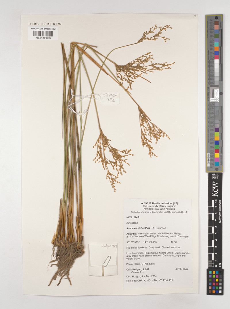 Juncus dolichanthus photo 2