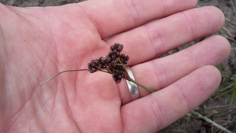 Juncus dregeanus photo 2