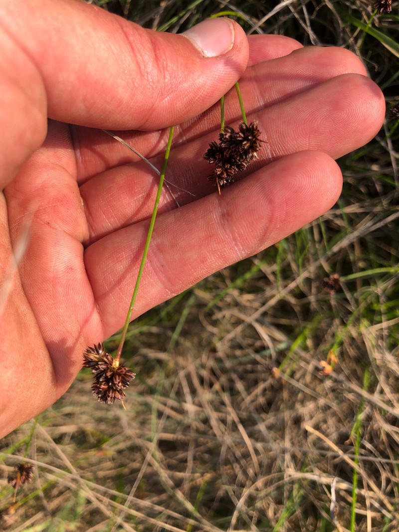 Juncus dregeanus photo 3