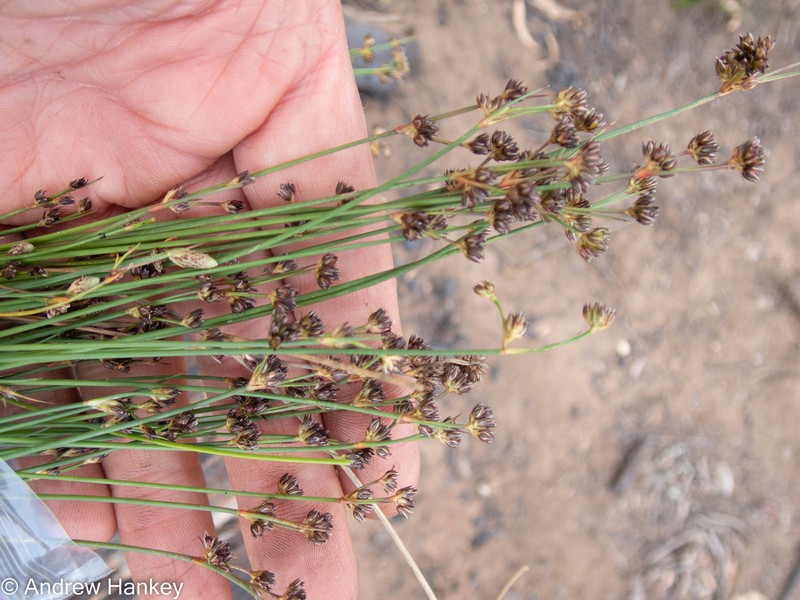 Juncus dregeanus photo 4